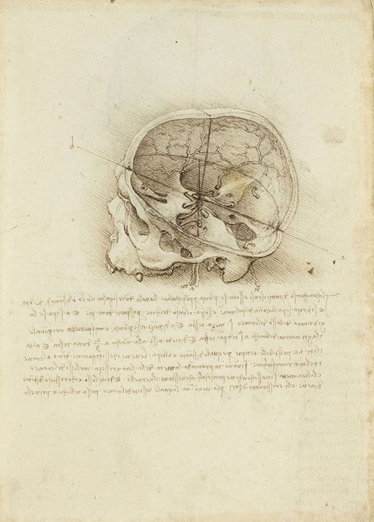 Leonardo da Vinci (1452-1519) - The skeleton (recto); The muscles